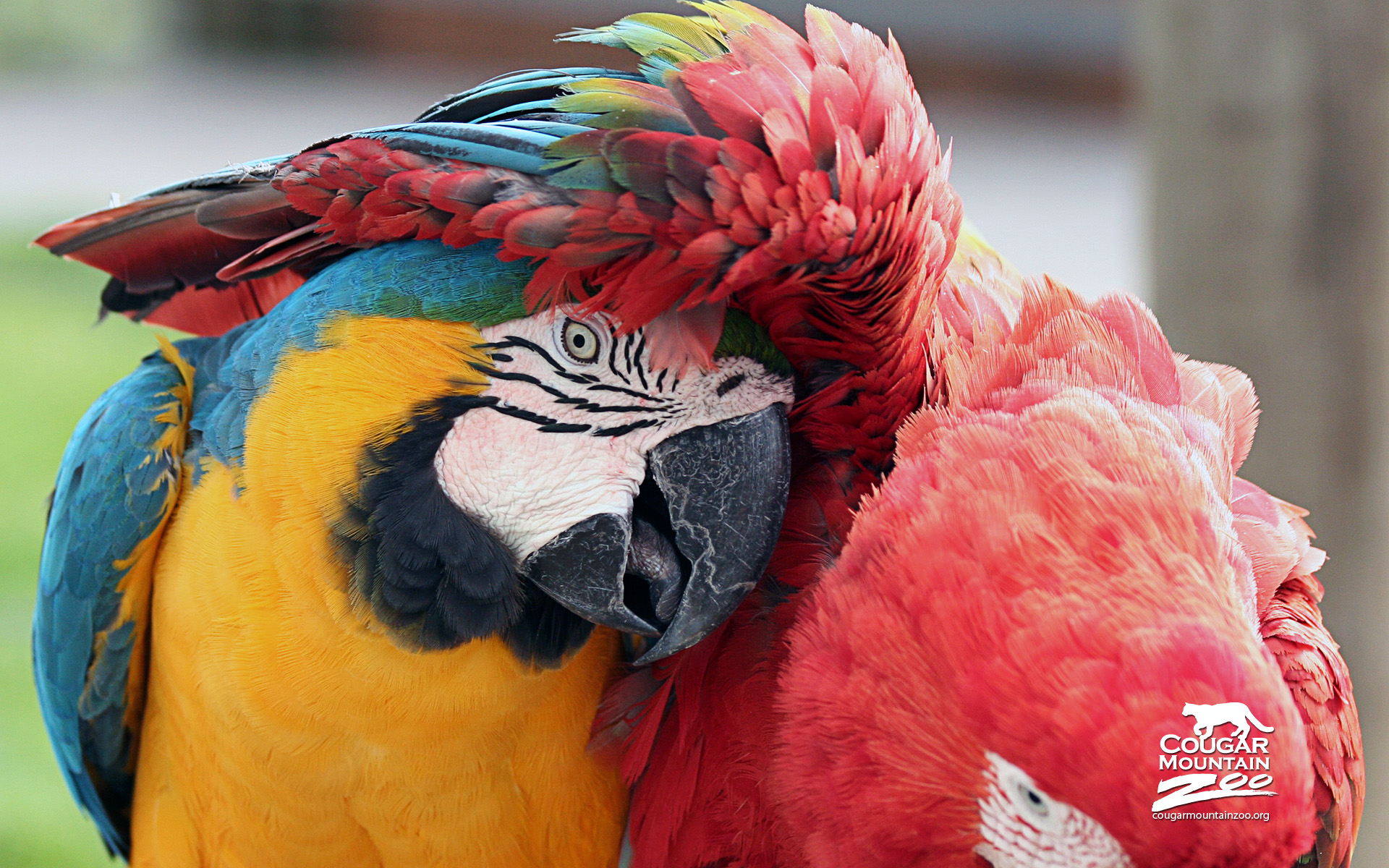 Best Friends Macaws2499415578